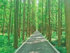 -东平国家森林公园