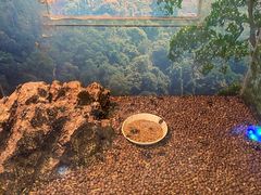 -上海大自然野生昆虫馆(东方明珠·爬宠昆虫探索中心)