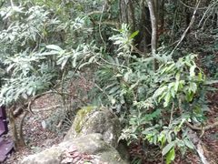 -亚龙湾热带天堂森林公园