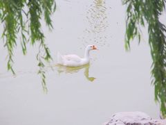 -东丽湖风景区