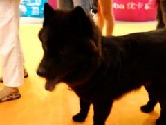 松师和萨摩的宝宝-东浩兰生上海世博展览馆