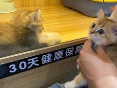 -欣宠猫屋·矮脚拿破仑·蓝金金渐层