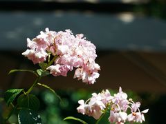 -谷咖啡·鲜花绿植花园餐厅