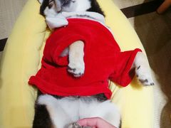 -逗柴咖啡屋·狗咖猫咖宠物桌游