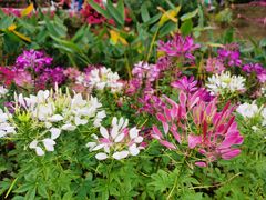 -广州市白云山风景名胜区