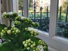 -Afternoon Tea at The Goring