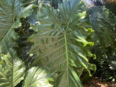 -墨尔本皇家植物园