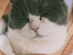 -猫和宫(六道口店)