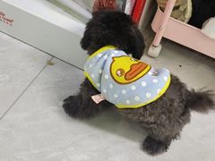 -唐小姐の猫狗洗护·购宠旗舰店(周浦万达店)