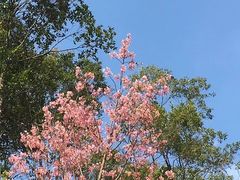 -广州市流溪河国家森林公园