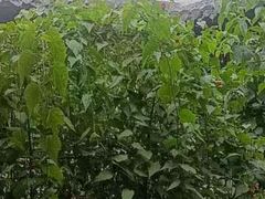 -不倒翁·徽天下名菜楼(马鞍山路店)