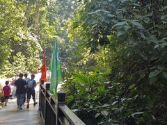 -西双版纳原始森林公园