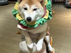 -逗柴咖啡屋·狗咖猫咖宠物桌游