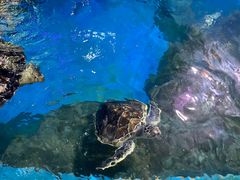 -烟台海昌鲸鲨海洋公园