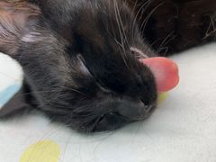 -瑞派康怡24h宠物医院·犬猫医疗中心·微创绝育(瑞景分院)