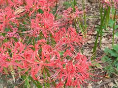 -白塘生态植物园