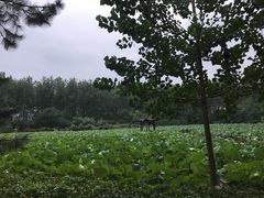 -合肥滨湖国家森林公园