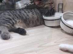 -屋虎猫馆(宝安大仟里店)