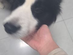 -八公叔叔宠物美容连锁(春申店)