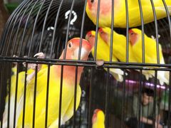 -三圣花乡旅游区