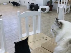 -李小姐の猫咖啡馆(五角场店)