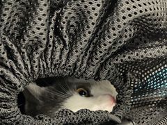 -纳吉亚猫专科动物诊疗中心(蒋宅口分院)