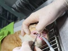 -美联众合动物医院·24h京西诊疗中心