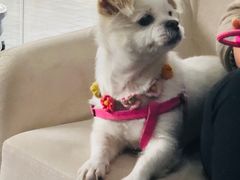 -顺强宠物诊所·狂犬免疫·夜诊·骨科(嘉定店)