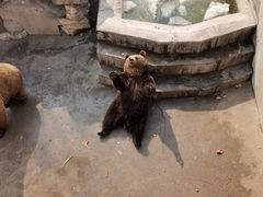 -保定市动物园