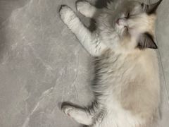 -lincat·猫舍(广州店)