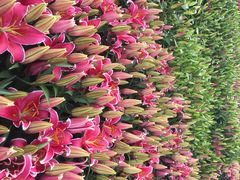 iphone_upload_pic-松山湖梦幻百花洲