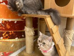 -Let's go狗咖·猫咖·奶狗·桌游(春熙路IFS店)