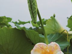 -嘉北郊野公园