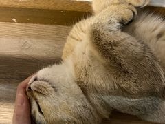 -柴迷FANS CLUB·柴犬狗咖·猫咖