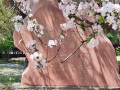-海棠花溪(元大都城垣遗址公园)