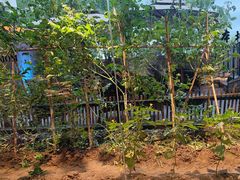 -黄山老妈·土菜(碧桂园店)