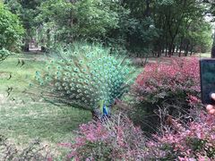 -北京麋鹿生态实验中心