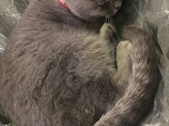 -猫色咖啡·猫咖