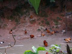 -鹿福农庄(南沙天后宫店)