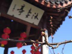 -林屋梅海青梅保护基地
