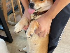 -柴犬高等学院·狗咖·柴犬售卖·宠物训练