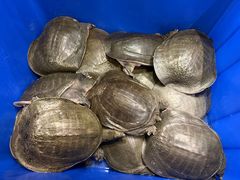 -大圣甲(汉口店)