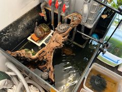 -灵龟之家百象馆(百象馆联合旗舰店)