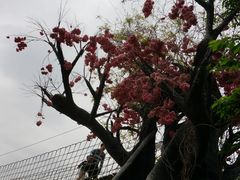 -天适樱花悠乐园