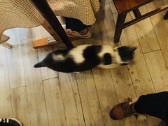 -海边的猫和咖啡馆