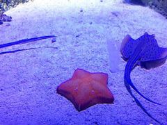 -悉尼海洋生物水族馆
