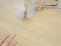 -猫和宫(六道口店)