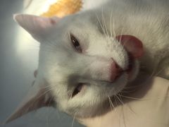 -伟伟宠物医院·CT影像中心·瑞派犬猫综合性门诊(汉口总院)