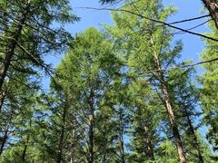 -塞罕坝国家级自然保护区