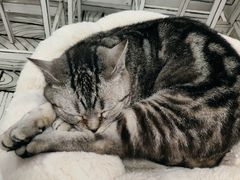 -白夜2D咖啡馆